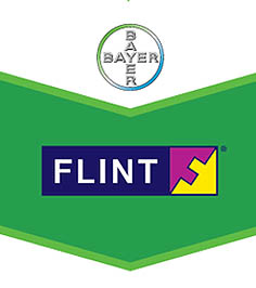 Flint: fungicida mesostémico contra Gafa da Oliveira